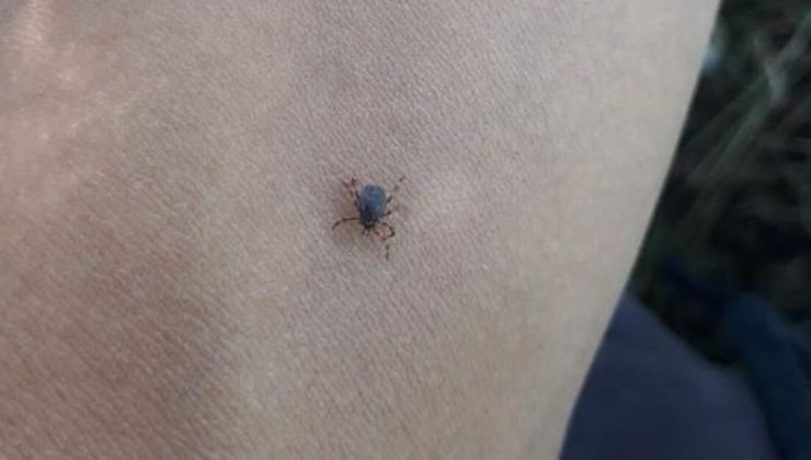 Keneye karşı ‘dışarıda uyumayın’ uyarısı!